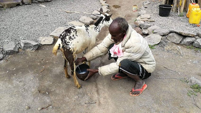 goat milking at Daoud