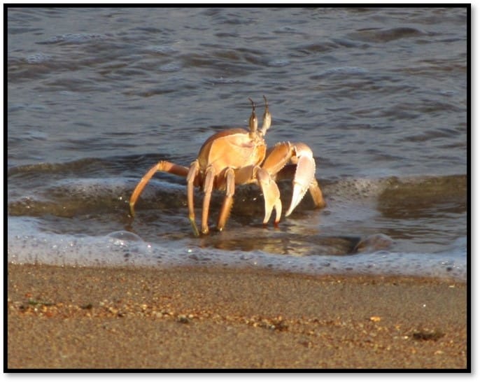 Animales