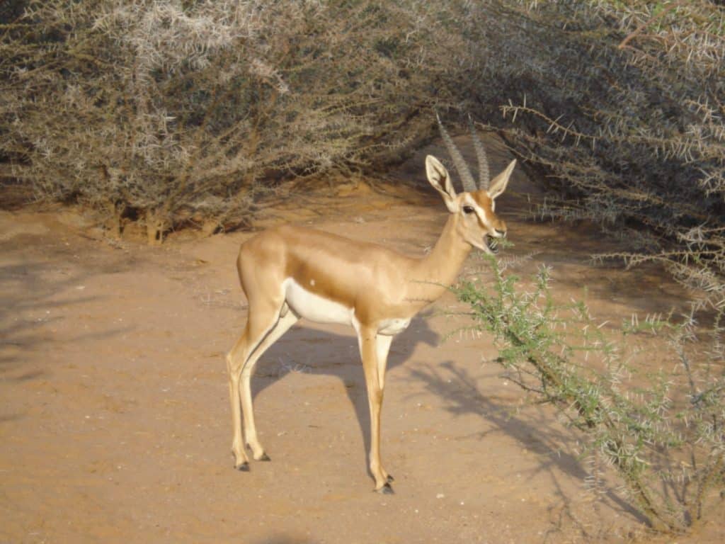 djibouti