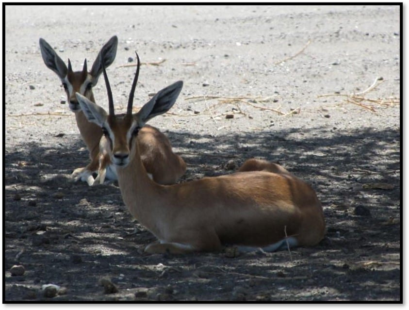 Animales