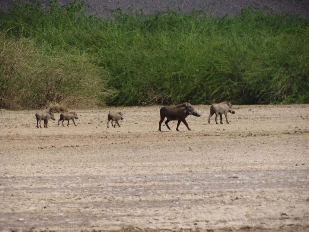 Animales