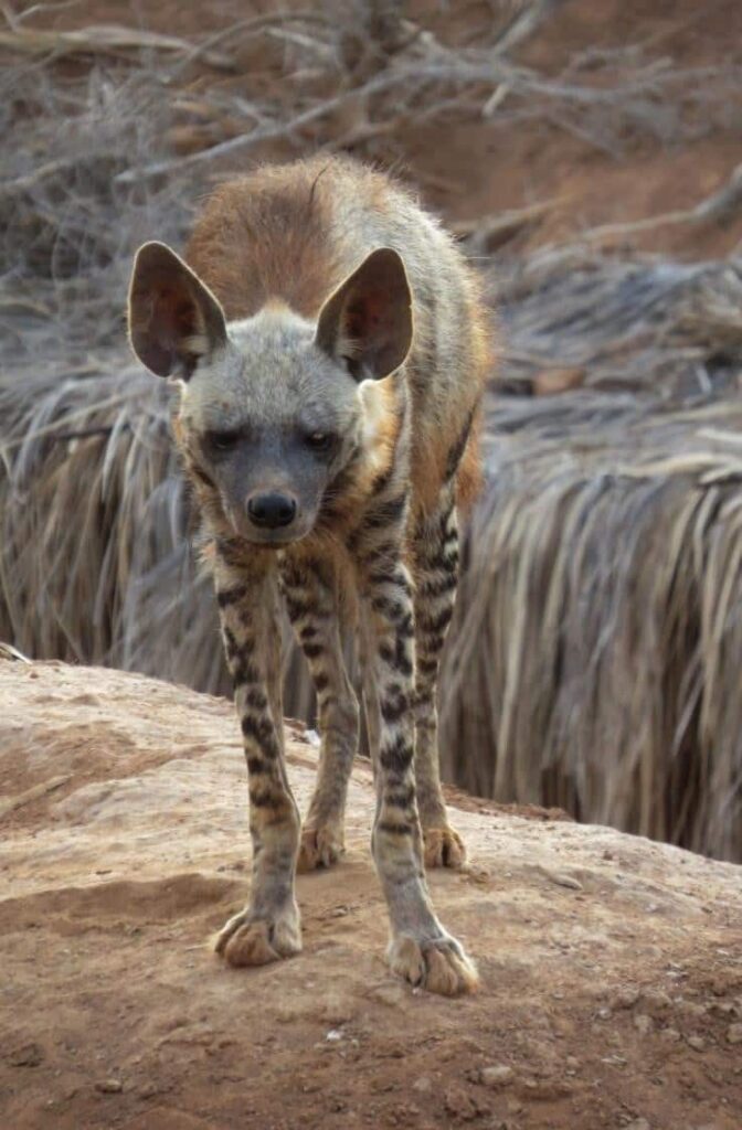 Animales
