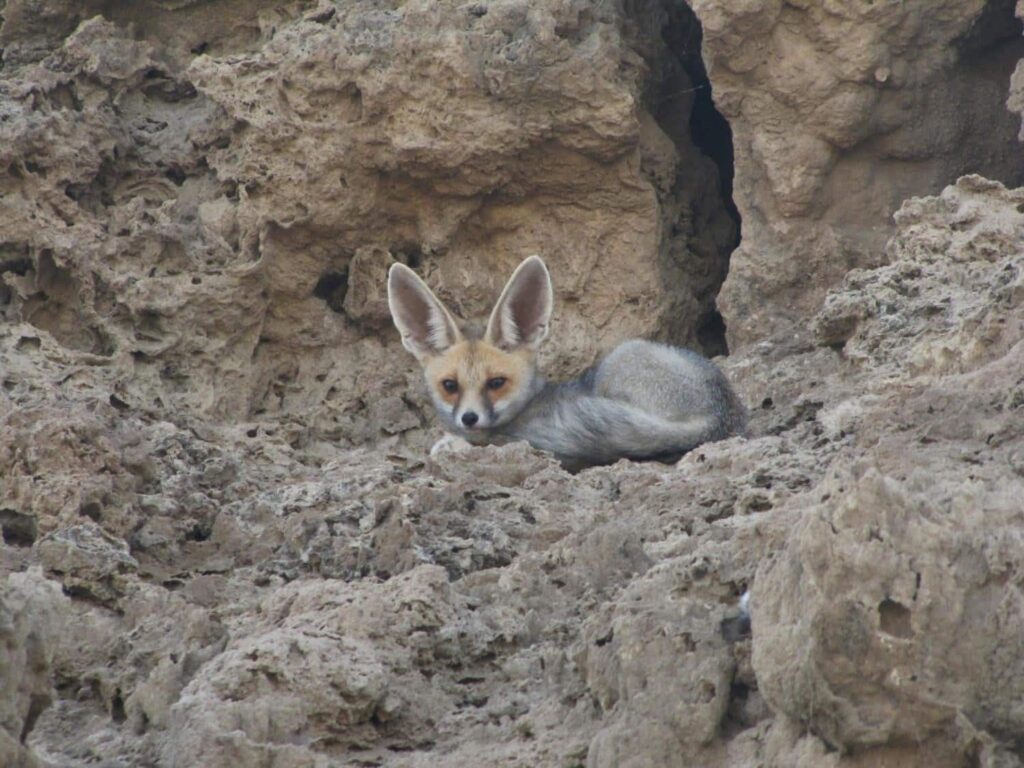 Animales