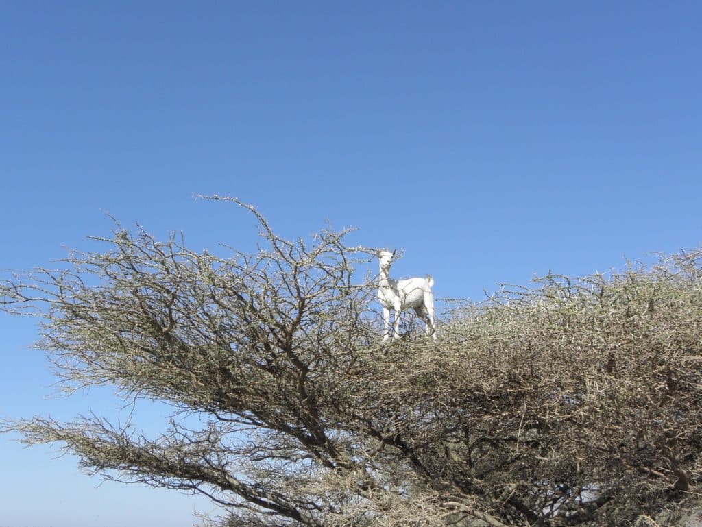 Animales