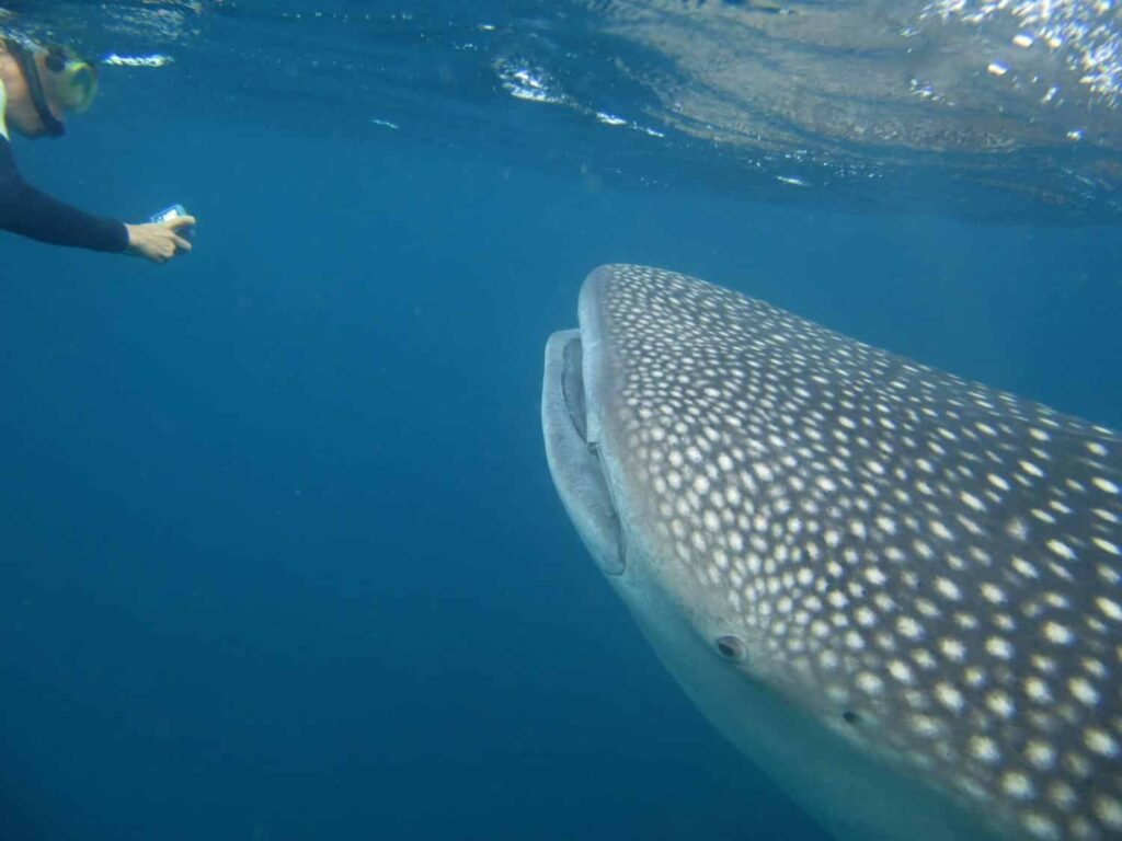 tiburón ballena - animales - yibuti - buceo