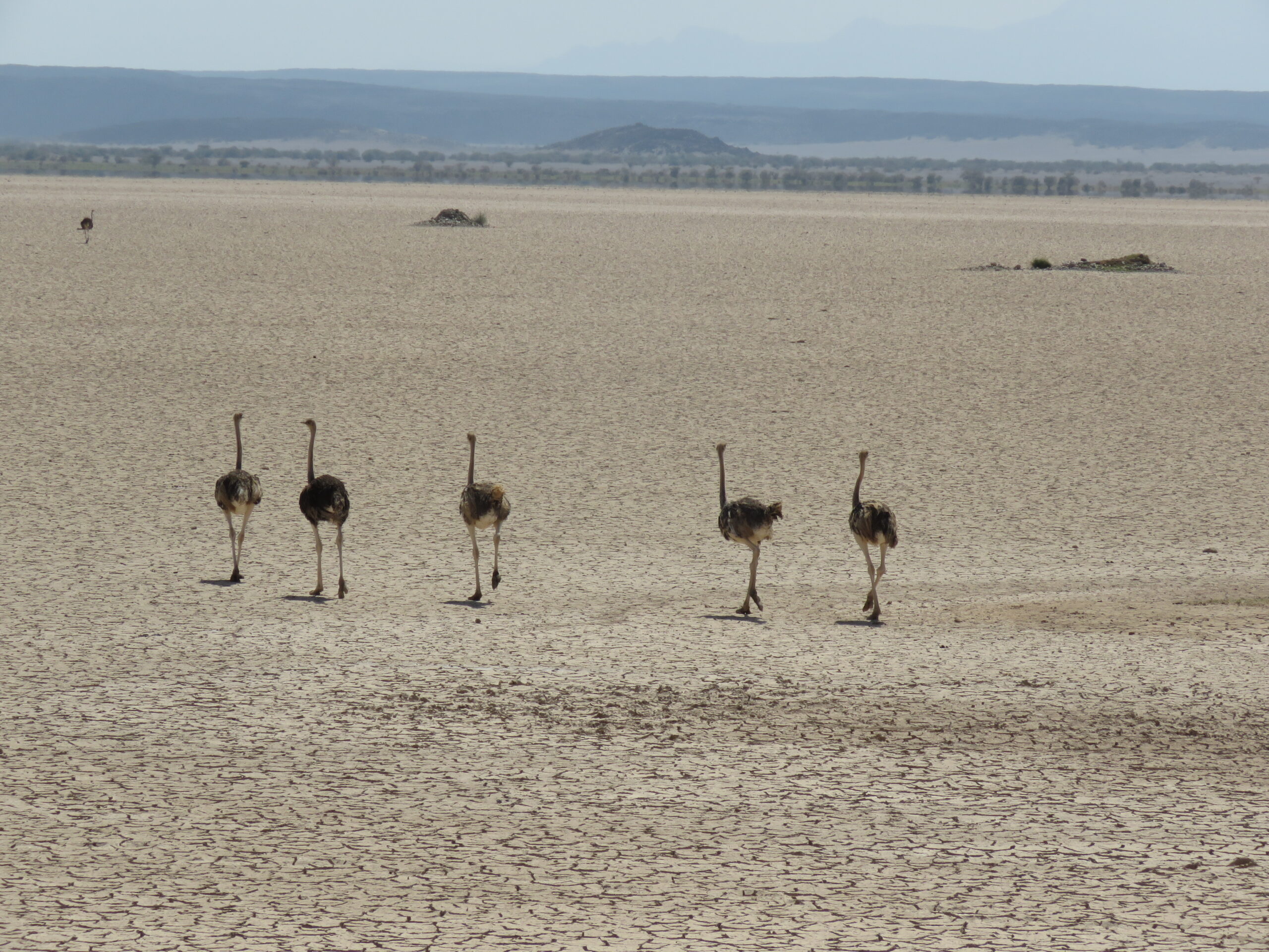 Ostriches between As Dorra and Balho